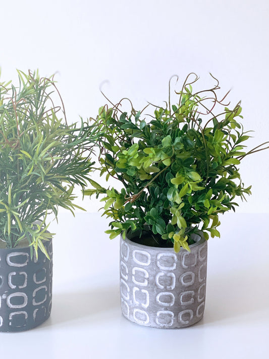 Pflanze im Topf 3sort H29cm Egal/Bunt/Gemustert... Bild 2